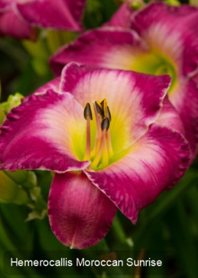 Лилейник Мороккан Санрайз (1шт) 4164