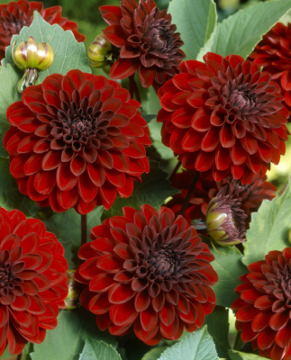 Георгин Малберри Харбор 1шт