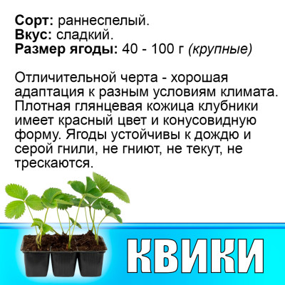 Земляника (Клубника) Квики в кассете