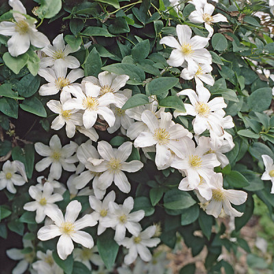 клематис Халдайн клематис Халдайн