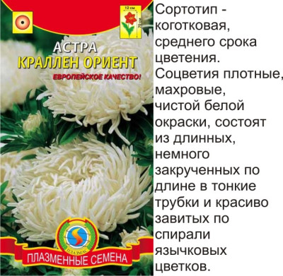 Астра Краллен Ориент белая