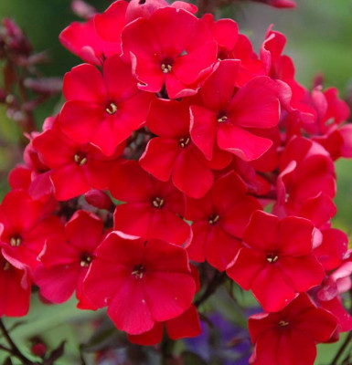 Флокс Старфайер (1шт) 3245