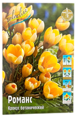 Крокус Романс (Crocus Romance chrysanthus)