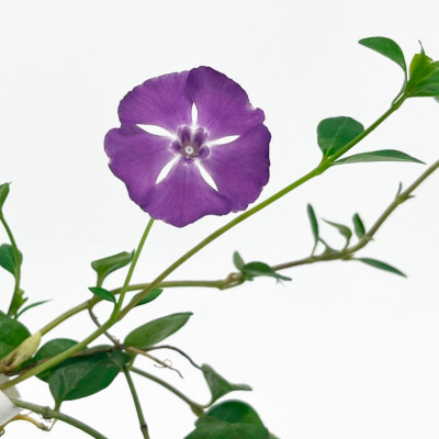 Барвинок малый АТРОПУРПУРЕА (2)