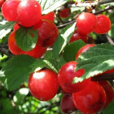 Вишня войлочная Розовая Урожайная