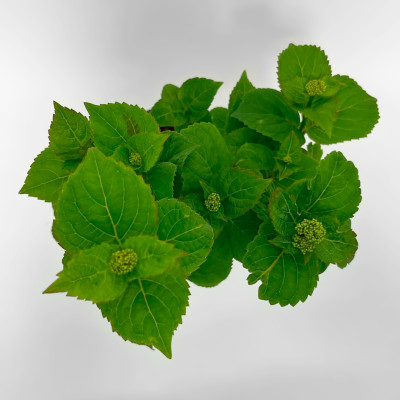 Гортензия Дередевил (2)