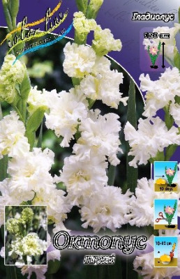 Гладиолус Октопус (1шт) 420