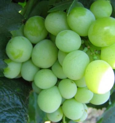 Виноград Агрус