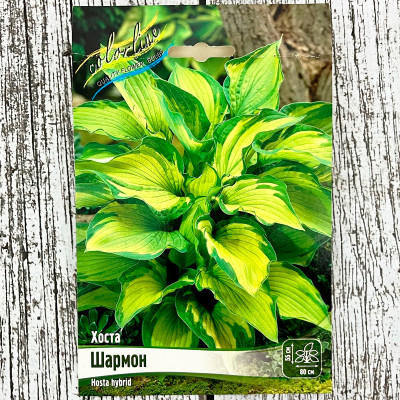 Хоста ШАРМОН