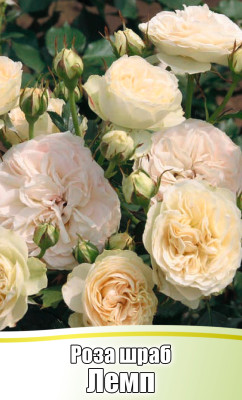 Роза Лемп шраб
