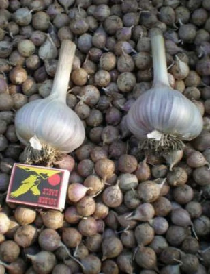 Чеснок однозубка Петровский пакет 30г