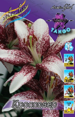 Лилия Кроссовер (1шт) 3709