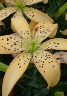 Лилия Изи Лайф (1шт) 7151