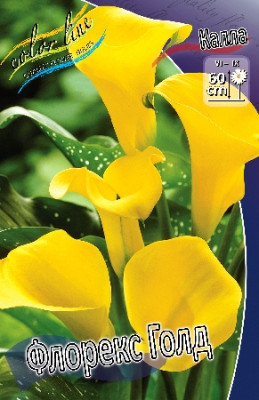 Калла Флорекс Голд (1шт) 4881