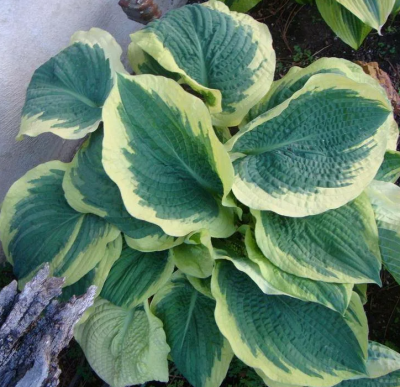 Хоста Американ Хало 1шт