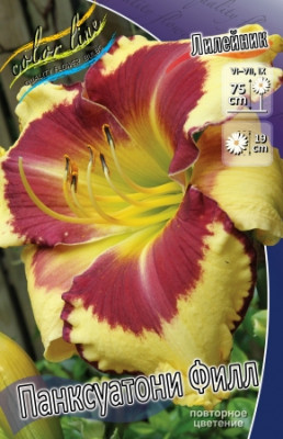 Лилейник Панксуатони Филл (1шт) 5427