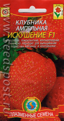 Клубника Искушение ампельная