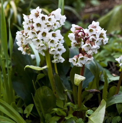 Бадан Брессингем Уайт (1шт)
