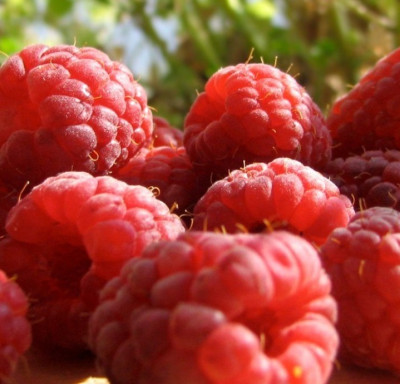 Малина Гусар