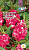 Бальзамин Модница  (бело-красный)