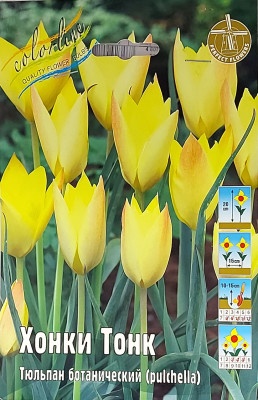 Тюльпан Хонки Тонк (10шт)