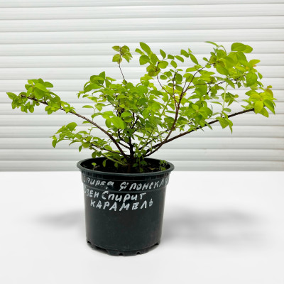 Спирея Зен Спирит Карамель (Zen Spirit Caramel)