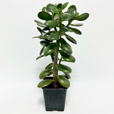 Толстянка Денежное дерево Крассула саженцы