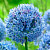 Лук декор. Голубой (8)