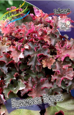 Лилейник Фрэнс Халс (2шт) 1724