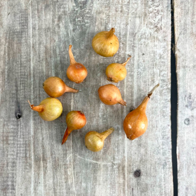 Лук севок Штуттгартер ризен Чувашия