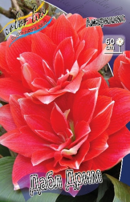 Амариллис Дабл Дрим (1шт) 2355