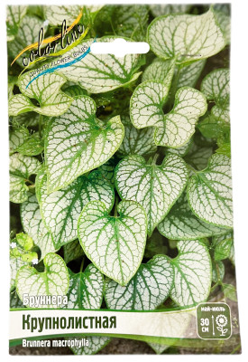 Бруннера крупнолистная