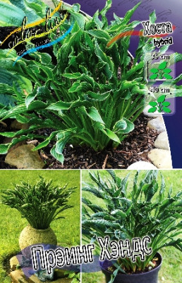 Хоста Прэинг Хэндс (1шт) 6942