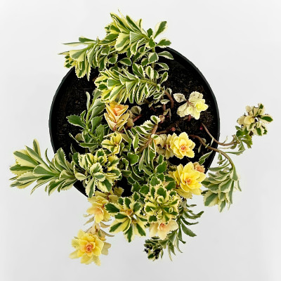 Очиток (седум) Атлантис (2)