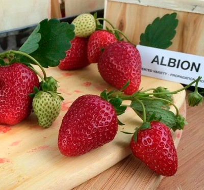 Земляника (Клубника) Альбион в стаканчике