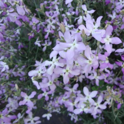 Маттиола Ночной аромат 1г