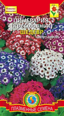 Цинерария Шедевр