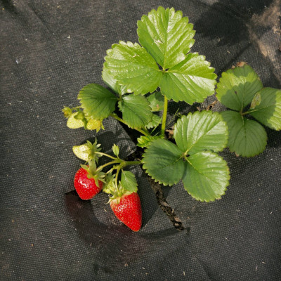 Агротекс Профф 60 УФ черный 0,8*10м (рулон)