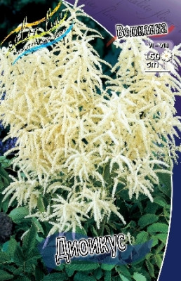 Волжанка Диоикус (1шт)