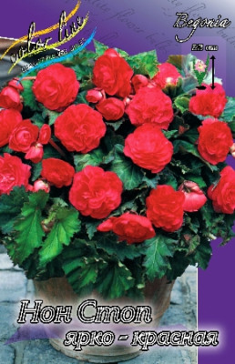 Бегония Нон Стоп Ярко-Красная (Скарлет) (1шт) 928