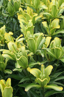 Лилия Р413 (1шт)