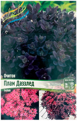 Очиток ПЛАМ ДАЗЗЛЕД