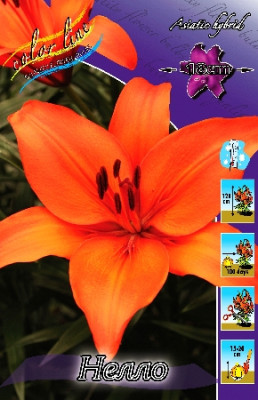 Лилия Нелло (1шт) 7173