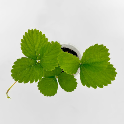 Клубника ЛИМАЛЕКСИЯ (2)