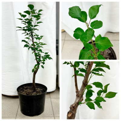 Абрикос Триумф Северный