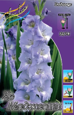 Гладиолус Хе Маджести (1шт) 1614