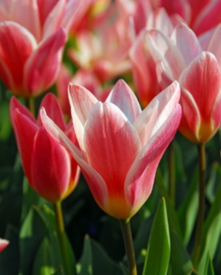 Тюльпан Делайт Микс (1 шт) 3359