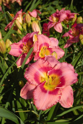 Лилейник Дрэсс Пинк (1шт)