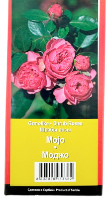 Роза шраб МОДЖО MOJO (2)