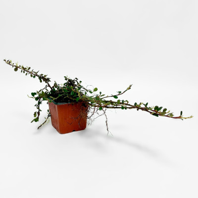 Кизильник Стрейбс Файндлинг